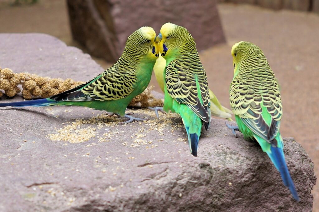 How to Care for Parakeets