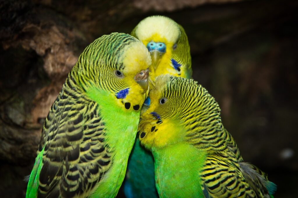 How to Care for Parakeets
